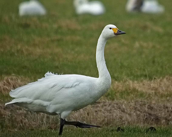 Kleinezwaan090206C